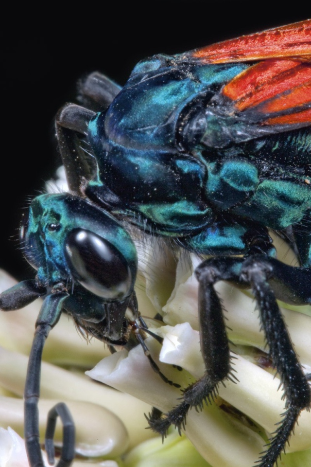 Муха крупным планом