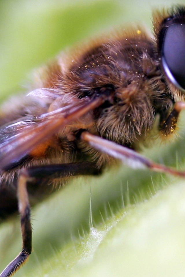 Волосатая муха