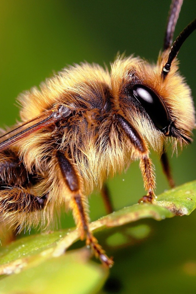 Насекомое на листке