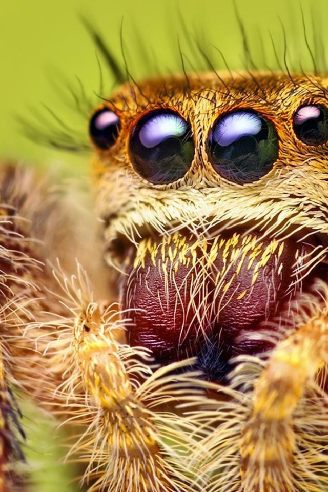 Взгляд паука