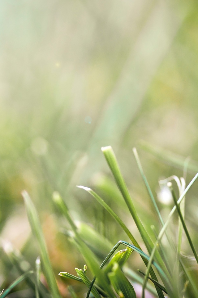 Божья коровка на травинке