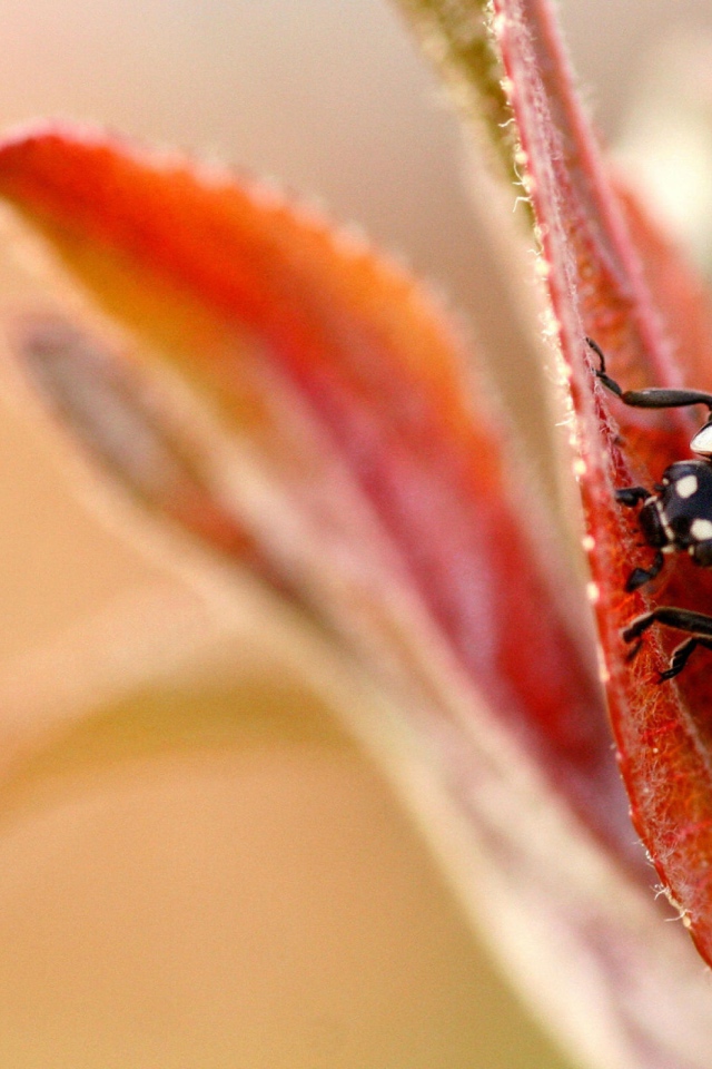 Божья коровка на листочке