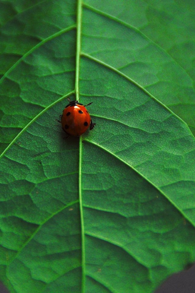 Божья коровка на клене