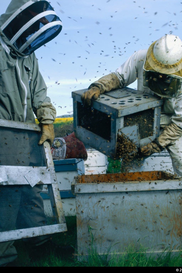 Высадка пчел в улей