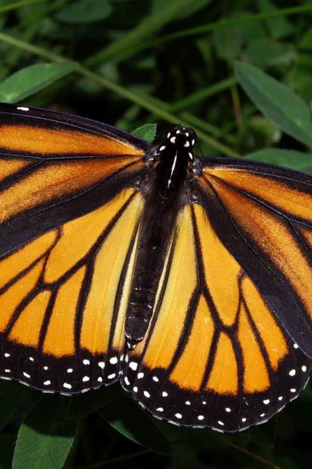 Бабочка Монарх