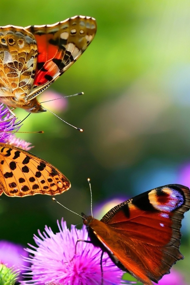 Разноцветные бабочки на цветах