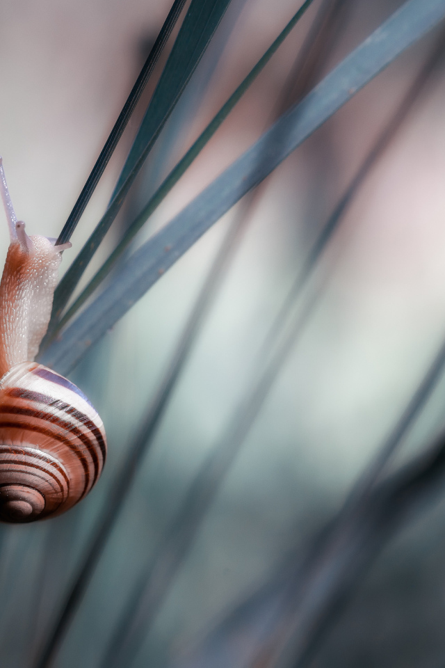 Улитка сидит на траве 