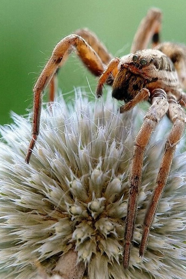 Паук на круглом цветке