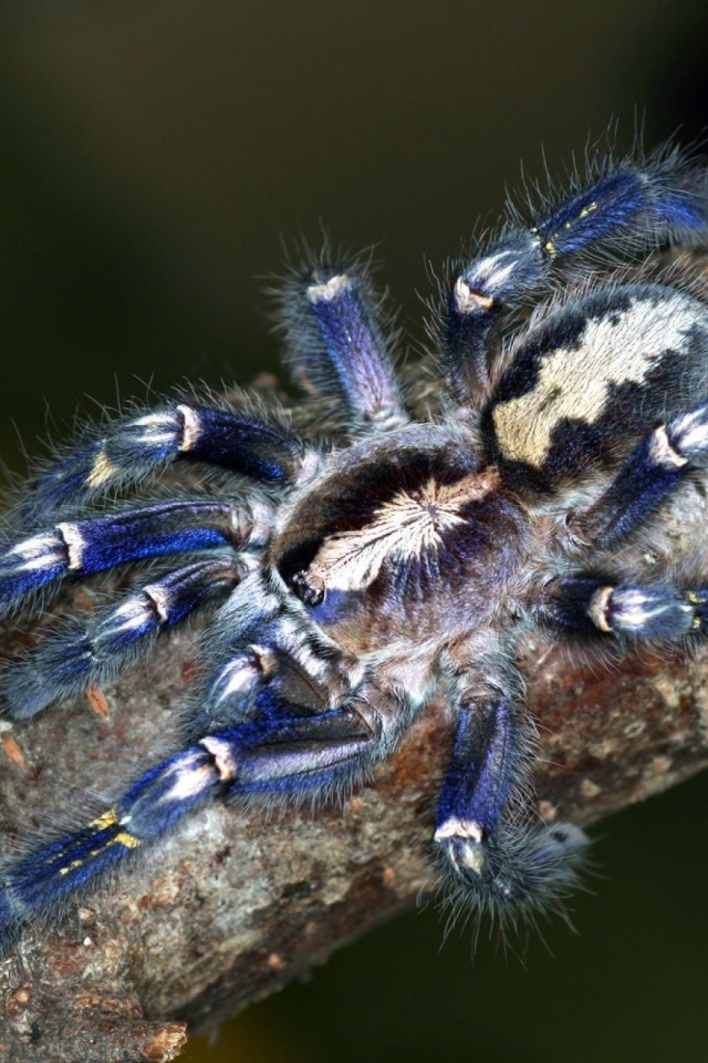 Паук на ветке