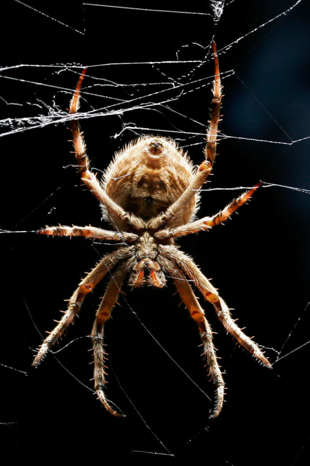 Паук ждет добычу