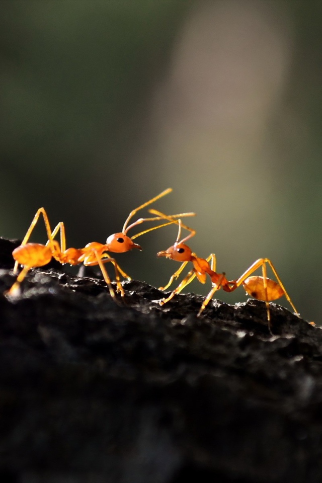 Два муравья