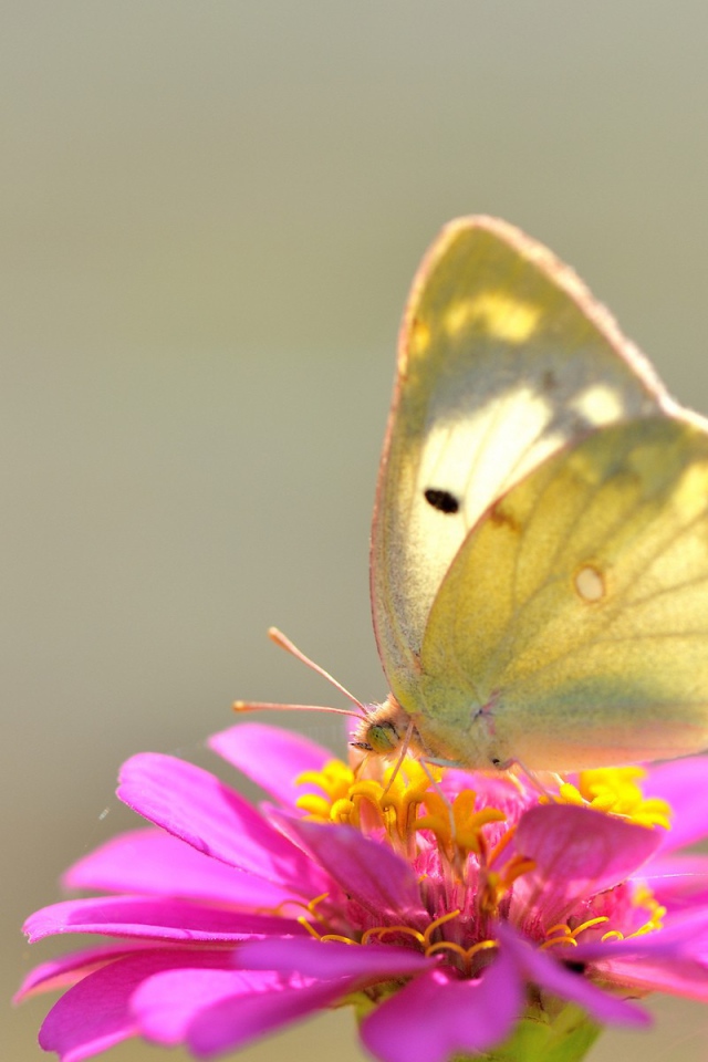 Желтая бабочка на розовом цветке