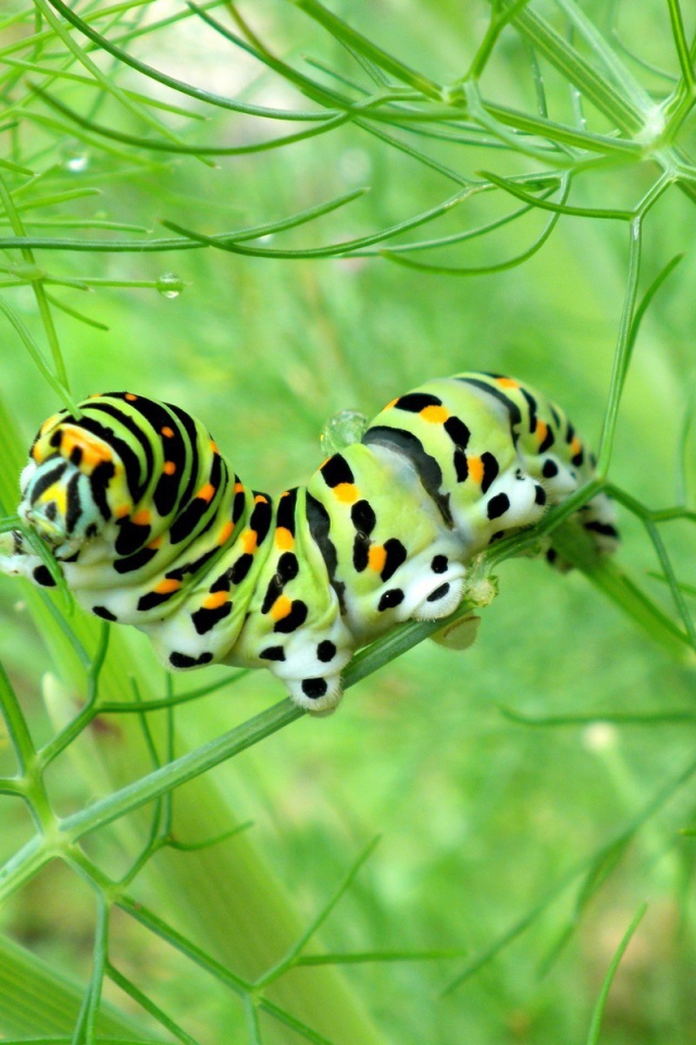 Желтая гусеница ест траву