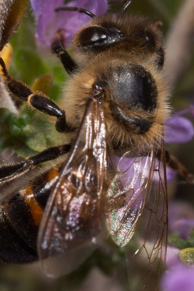 Пчела сидит на ветке