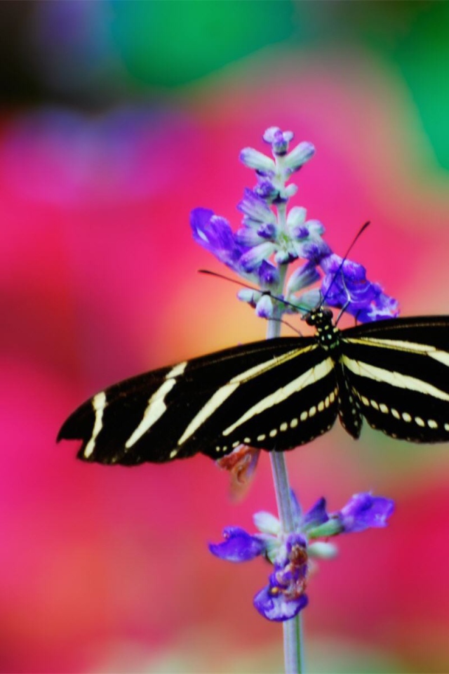 Черно белая бабочка