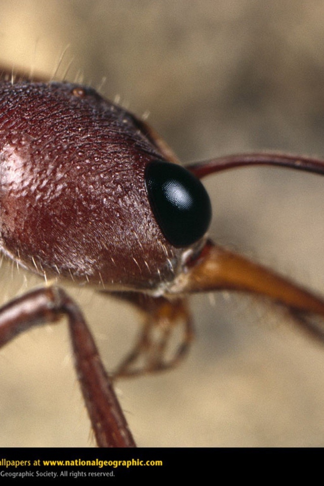 Голова муравья