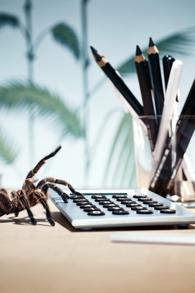 Паук у калькулятора