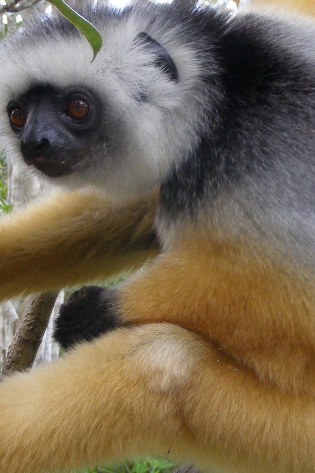 Обезьяна лезет на дерево