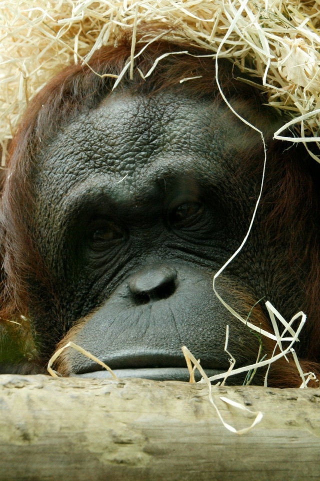 Горилла спряталась