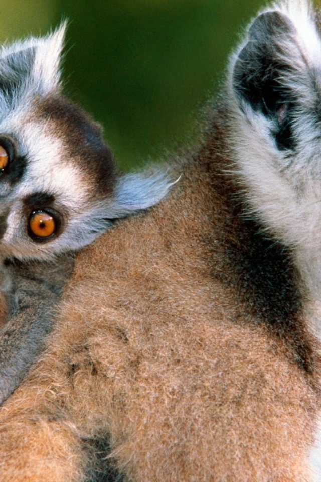 Лемур с детенышем на спине