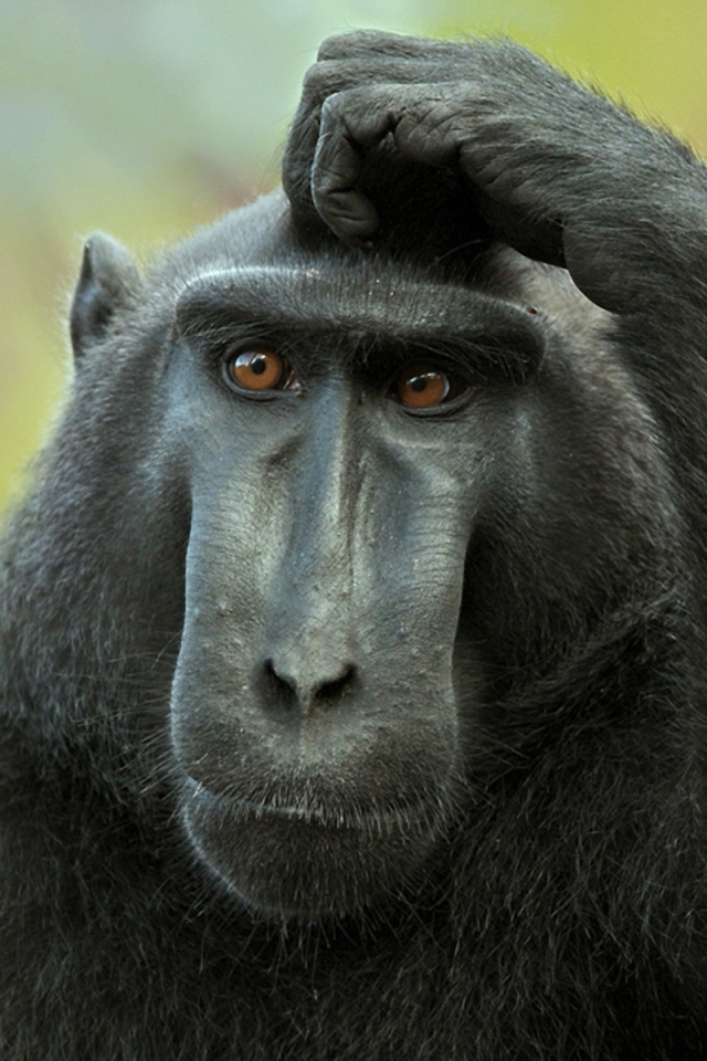 Обезьяна думает и чешет голову