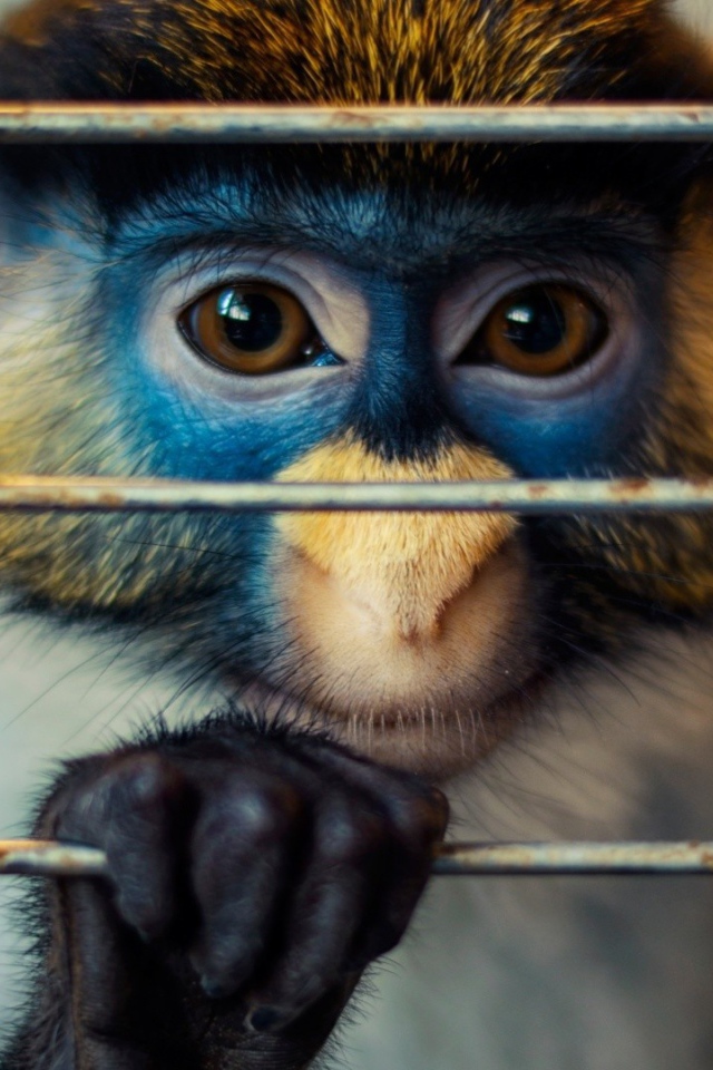 Обезьяна за решеткой