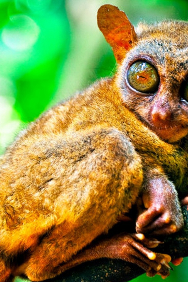 Животное из Малазии