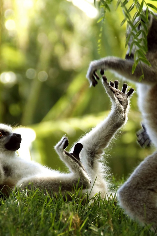 Лемуры играют