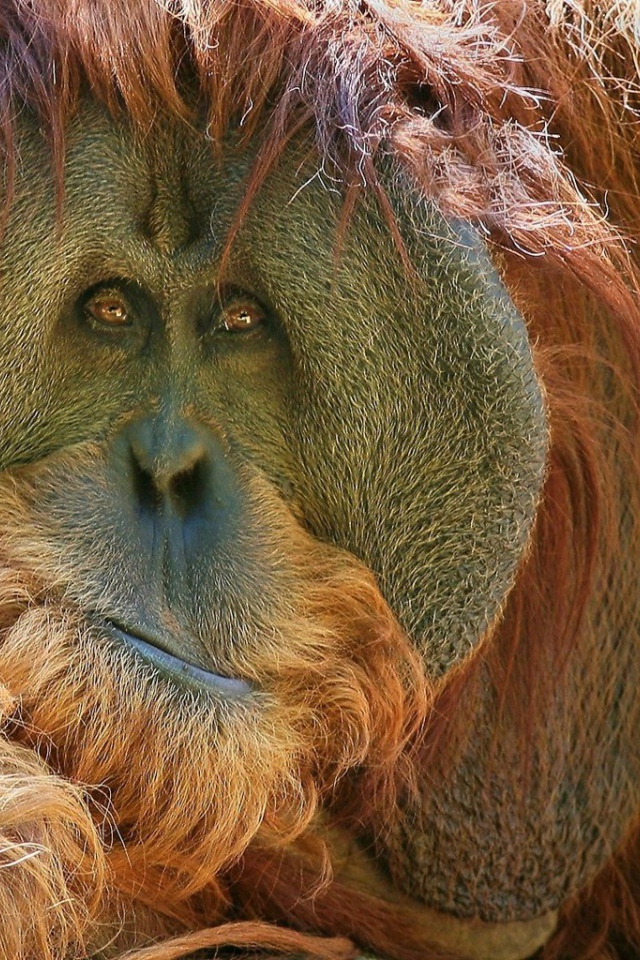 Взгляд обезьяны