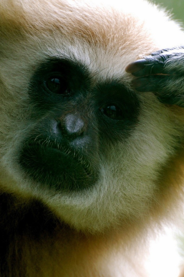 Обезьяна думает