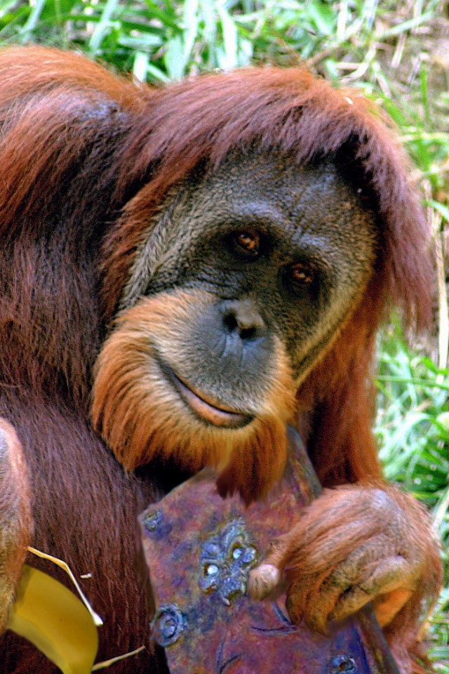 Орангутанг с книгой и бананом