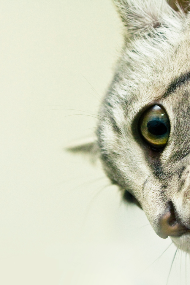 Кошачьи клыки