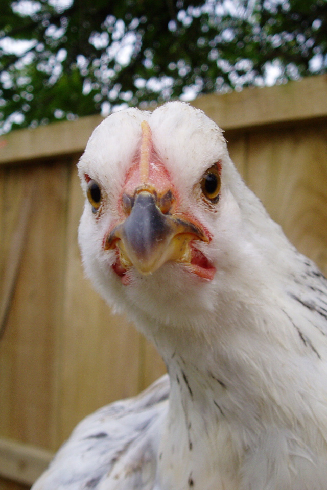 Курица крупным планом