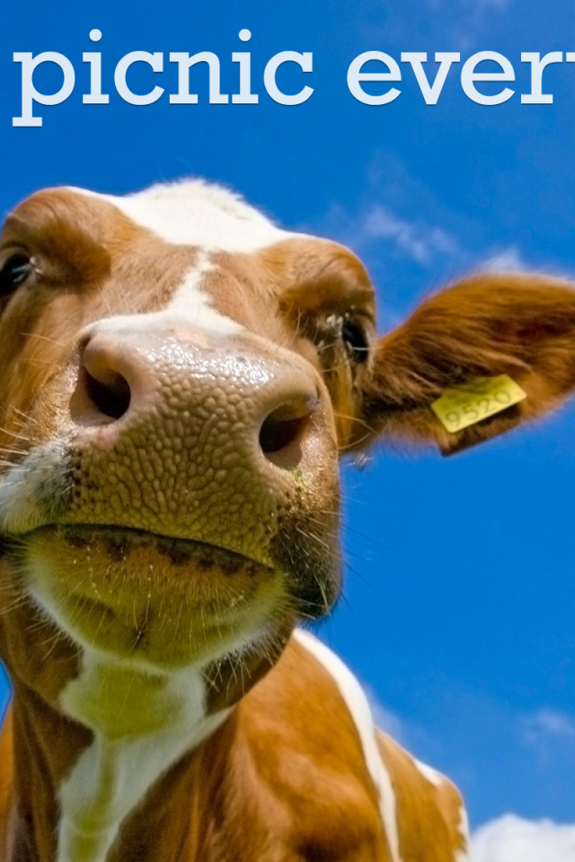 На пикнике каждый день