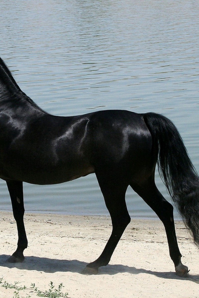 Черная лошадь