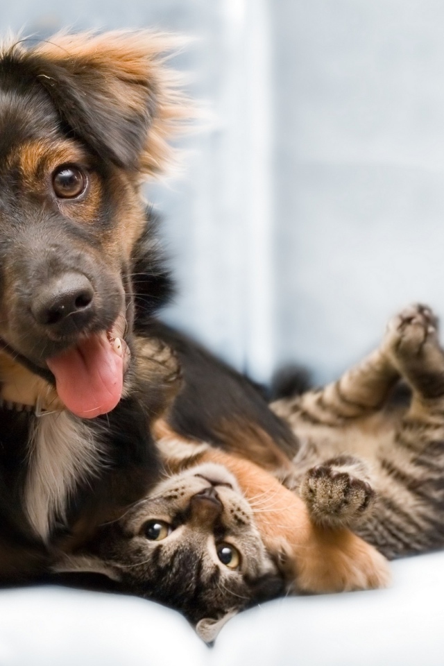 Кошка и собака хорошие друзья