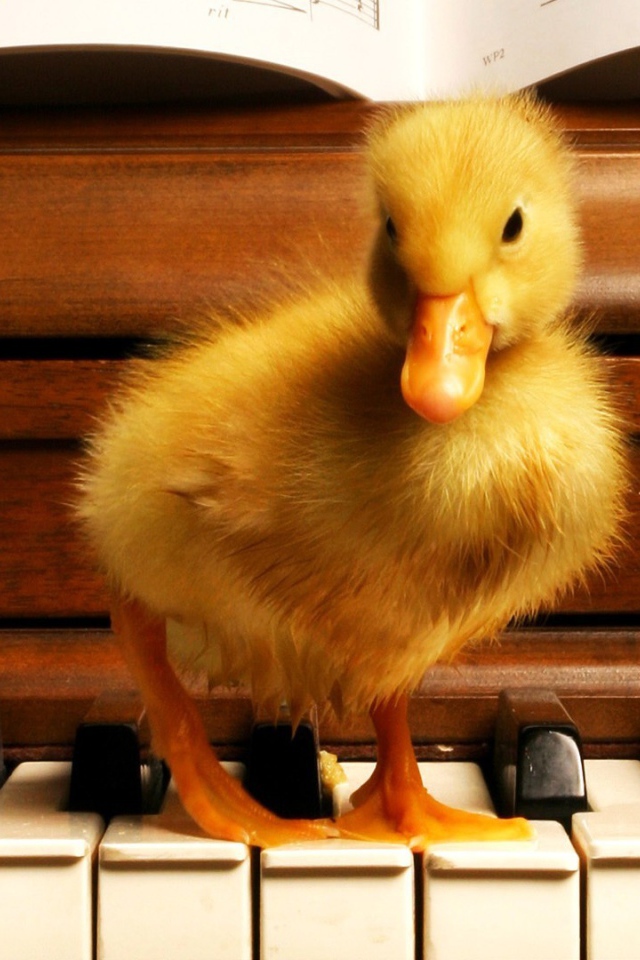 Я учусь играть