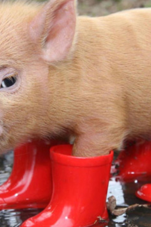Поросенок в сапогах