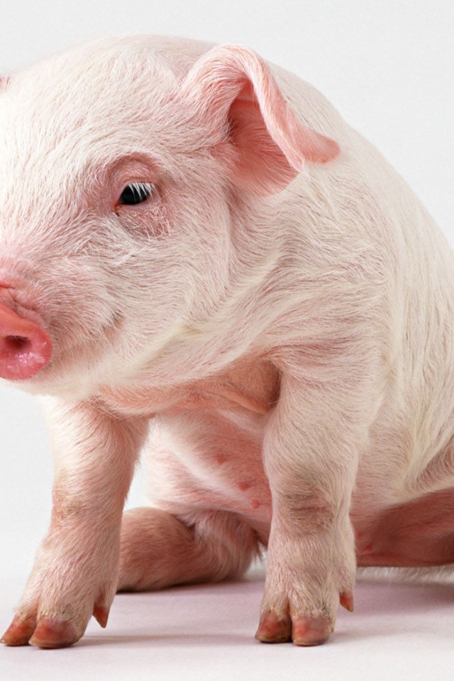 Розовый поросенок