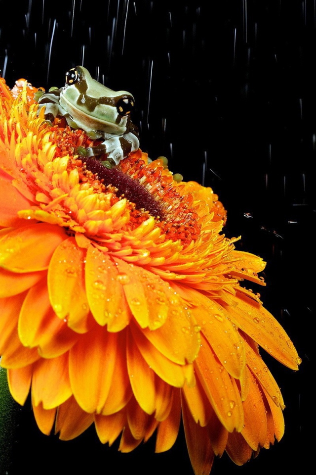 Лягушка на желтом цветке