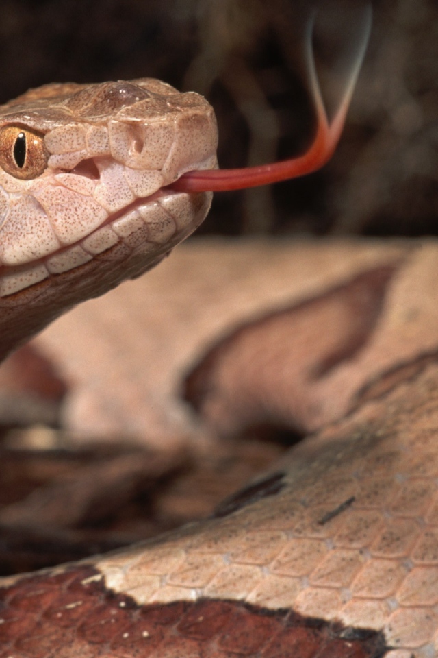 Коричневая змея