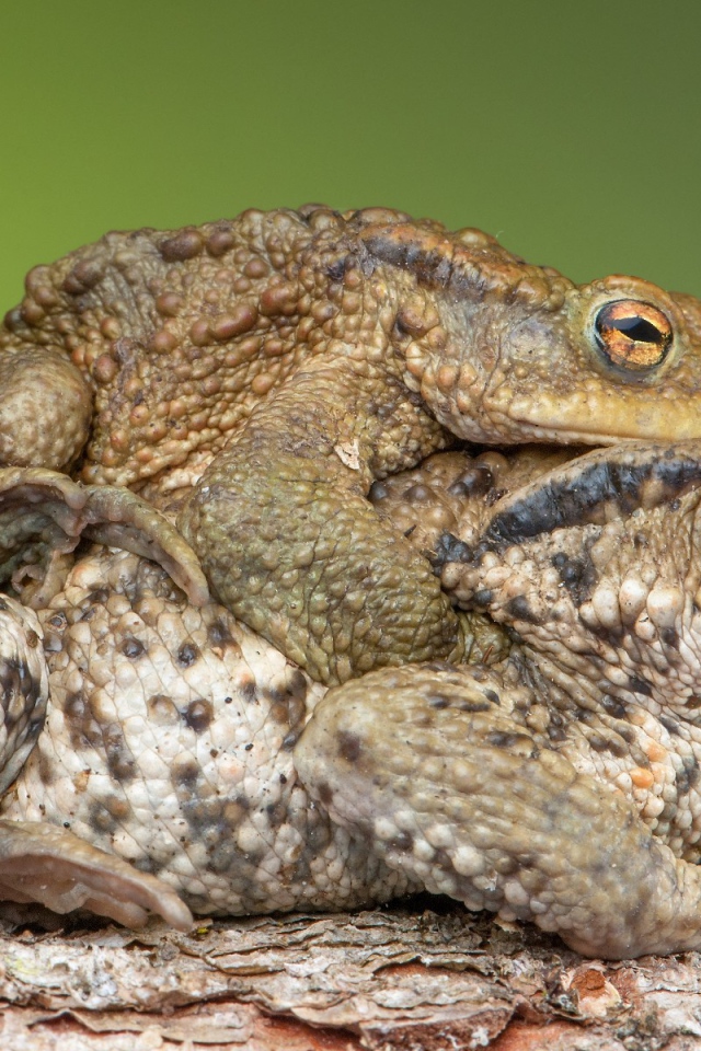 Милая парочка