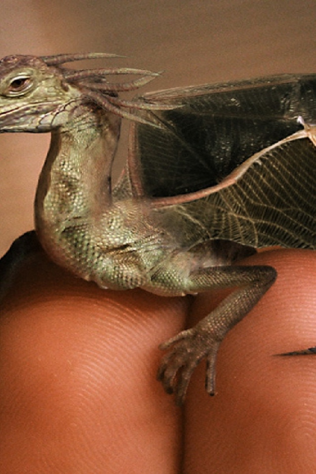 Дракон на пальцах