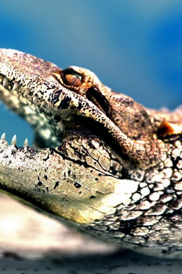 Челюсти крокодила