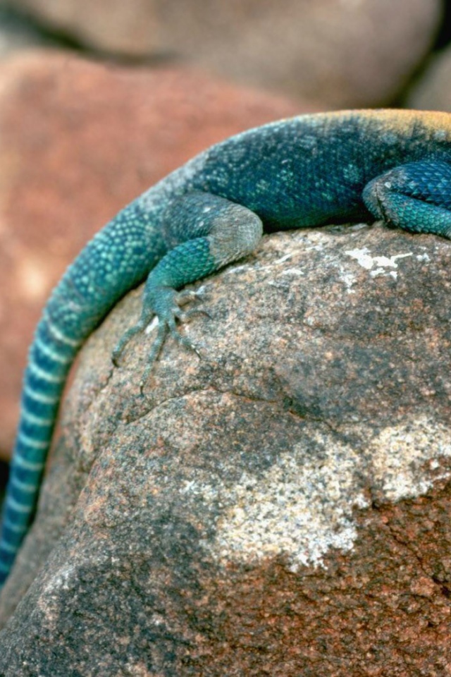 Ящерица сидит на камне