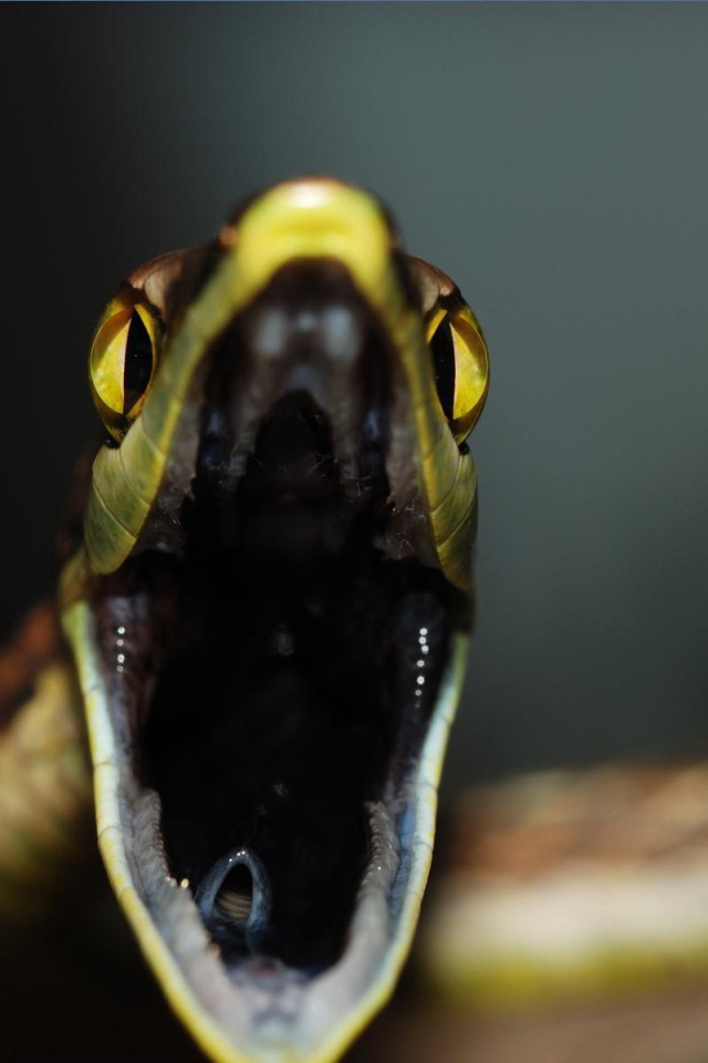 Змеиная пасть