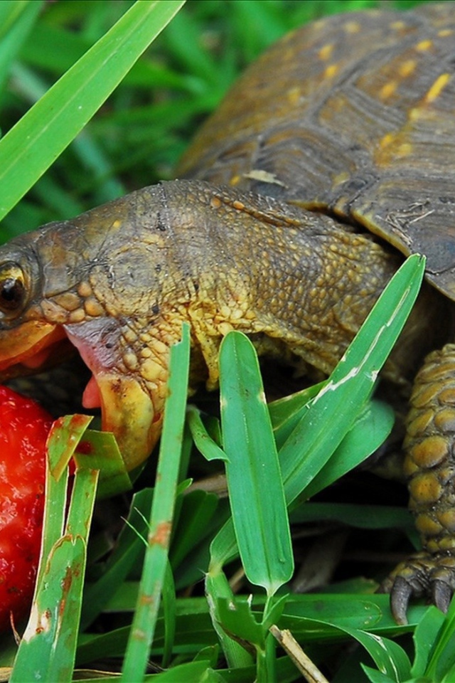Turtle with berry