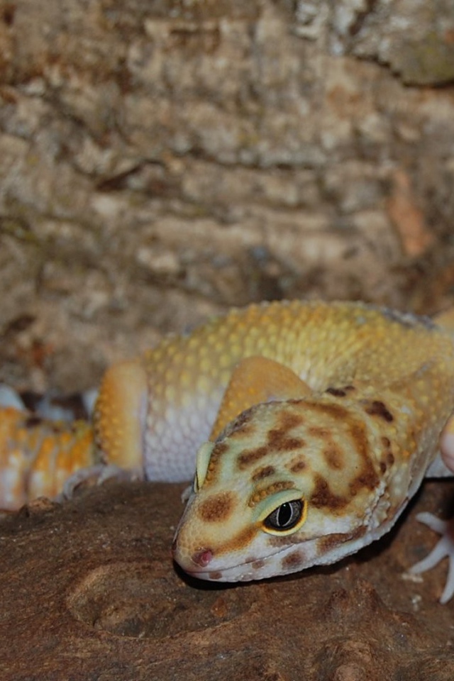 Две ящерицы