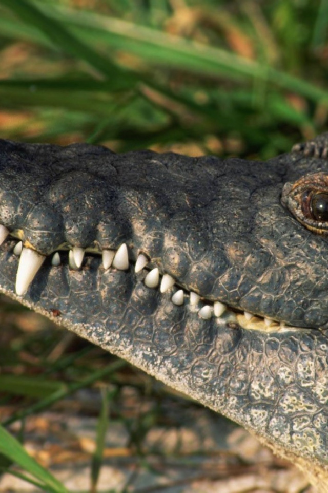Белые зубы крокодила
