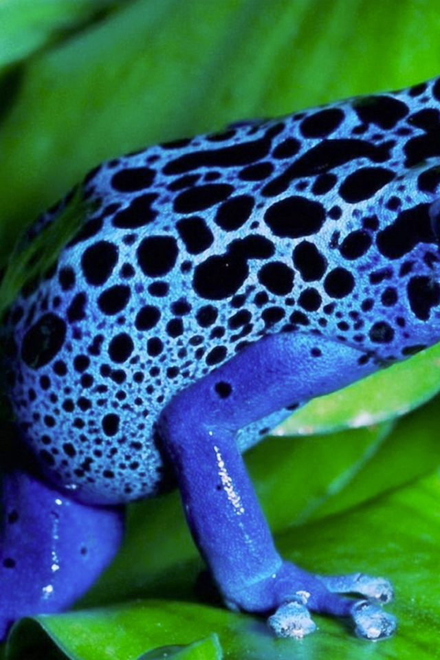 Синяя лягушка